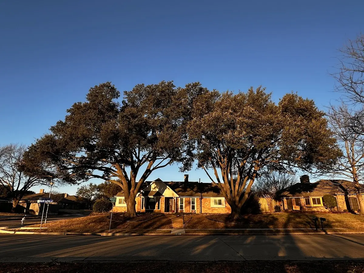 Established residential canopy tree shading a home in Greenland